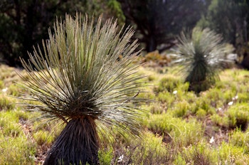 A Desert Spoon plant growing in the desert landscape.